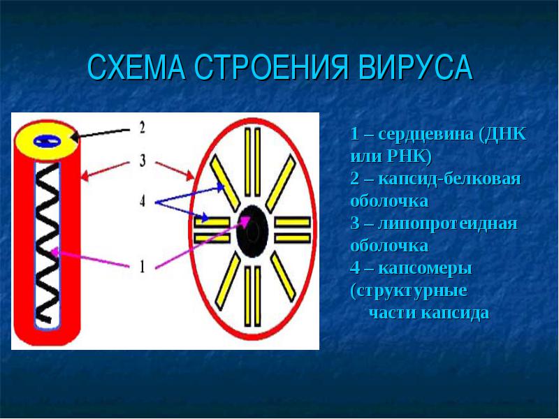 Вирусы. Строение и размножение. Бактериофаги. Вирусы, строение и размножение вирусов